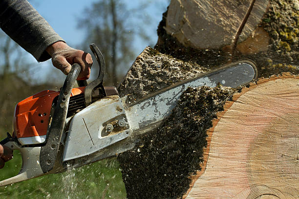 Perry, MI Tree Care  Company